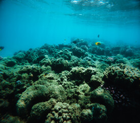 Coral reef and fish at the bottom of tropical sea, underwater landscape.