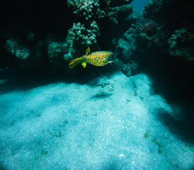 Underwater view of a tropical coral reef with a yellow fish.