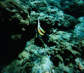Tropical fish in the Red Sea of Egypt, Marsa Alam.