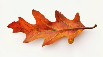 Fototapeta premium Autumn Leaf on White Background