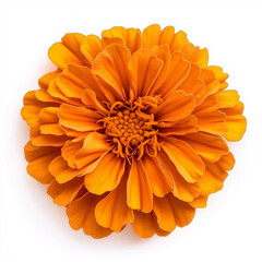 orange marigold flower