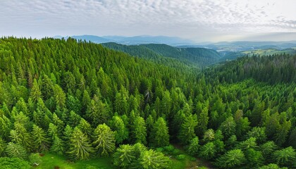 Fototapeta premium Generated image Aerial view of green forest of old spruce, fir and pine trees nature landscape