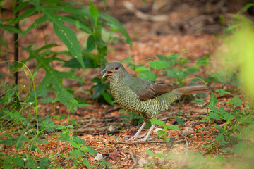 Weiblicher Seidenlaubenvogel sitzt am Boden und sucht nach Futter. Australien (NSW)