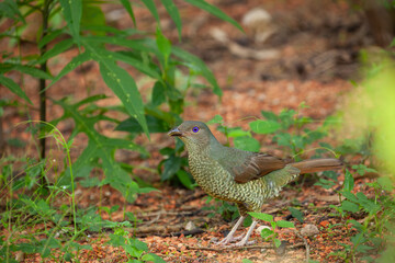 Weiblicher Seidenlaubenvogel sitzt am Boden und sucht nach Futter. Australien (NSW)