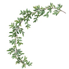 Obraz premium Branch of rosemary on white background