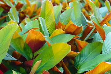 Stromanthe sanguinea plant in the garden