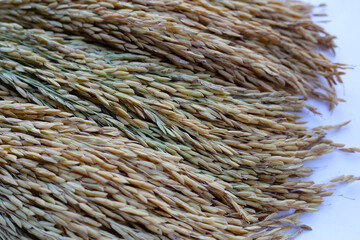 Paddy rice seeds, Thai rice seeds