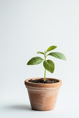 Small plant in terracotta pot