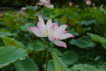 Pink and white lotus flowers in full bloom with green leaves