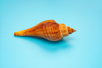 conch shell on a blue background
