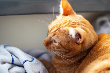 A closeup image of a cats face with its eyes closed, peaceful