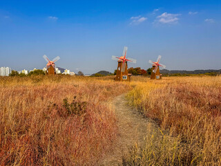 Path Through a Golden Field Leading to Traditional Windmills