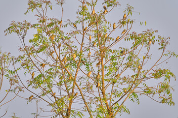 Baya weaver