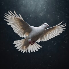 Obraz premium A white dove gracefully flying with soft feathers illuminated.