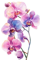 Orchid flower. Delicate watercolor orchid flowers isolated white background botanical illustration, tropical nature art