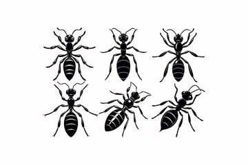 Ant Vector on White Background – High-Quality Insect Illustration for Design