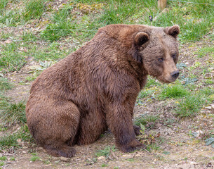 brown bear in the woods