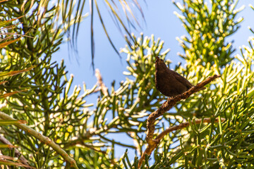 Turdus merula pertenece a la familia Turdidae.