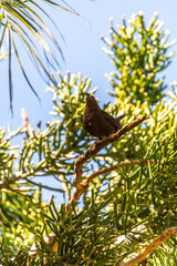 Turdus merula pertenece a la familia Turdidae.