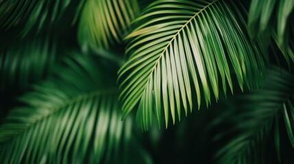 lush green tropical palm leaves close up against dark background. nature, freshness, tranquility. vibrant botanical texture. background, wallpaper, print design.