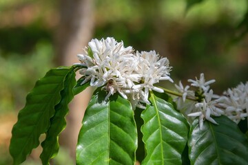 White Coffee Flowers in Bloom