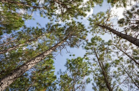 Tall pine trees against a blue sky.