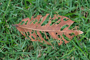 leaf on the grass