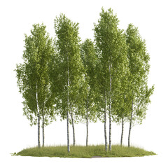 Fototapeta premium Realistic photograph of a natural landscape, featuring five lush, green poplar trees on the right side. The background is isolated and transparent
