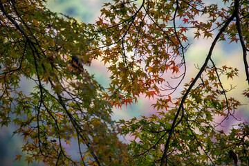 Autumn scenery along the Katsura River in Kyoto, Japan