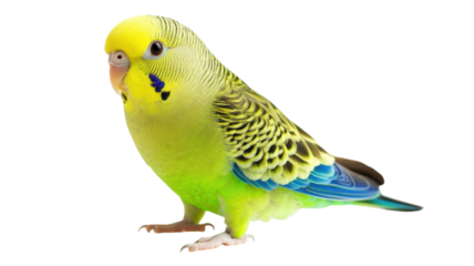 Colorful budgerigar perched elegantly in a bright and clean environment showcasing vibrant feathers and charming features