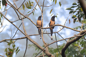 The beautiful pair of Rufous treepies perched side by side on a network of slender branches against a soft, blurred background of pale blue and greens.