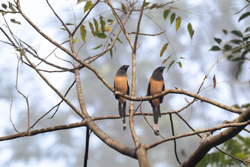 The beautiful pair of Rufous treepies perched side by side on a network of slender branches against a soft, blurred background of pale blue and greens.