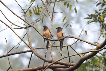 The beautiful pair of Rufous treepies perched side by side on a network of slender branches against a soft, blurred background of pale blue and greens.