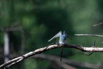 A vibrant crested treeswift perched on a slender with stretching the wings , bare branch against a soft , blurred green and gray background.