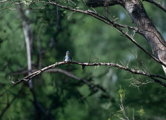 A vibrant crested treeswift perched on a slender, bare branch against a soft , blurred green and gray background.