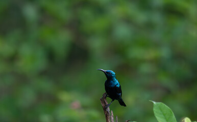 The beautiful purple sunbird perched on a twig against a soft green background.