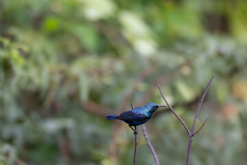 The beautiful purple sunbird perched on a twig against a soft green background.