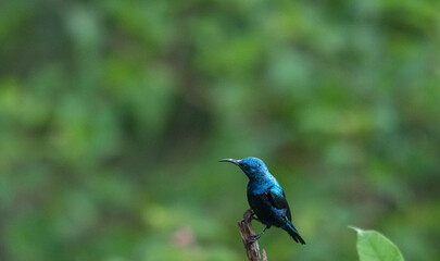 The beautiful purple sunbird perched on a twig against a soft green background.