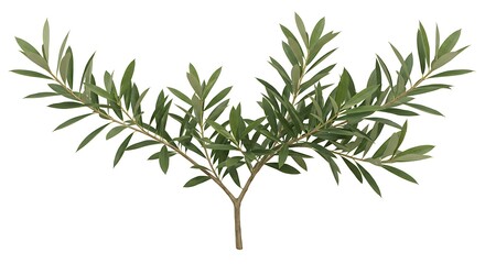 Fototapeta premium Lush Green Olive Branch Sprig Nature Plant Botanical Greenery Leaves Leaf Tree Flora Image Photo 