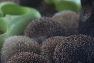 A close-up of several hedgehogs curled up together, showing their spiky brown and cream-colored quills.