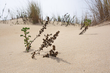 Landscape of plants in the dunes and sand