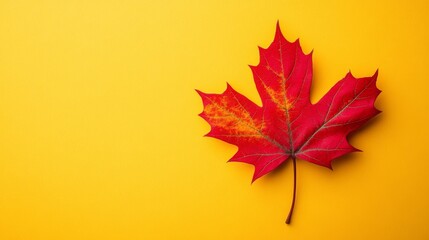 Fototapeta premium A vibrant red maple leaf resting on a yellow background