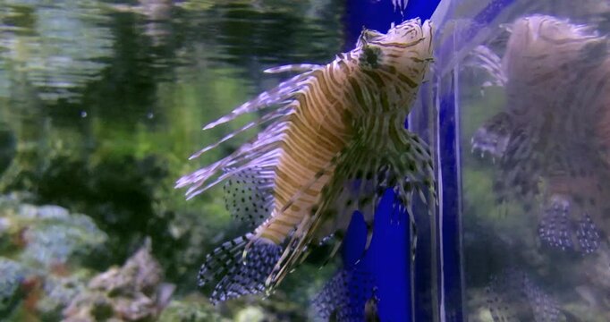 Poisonous fish and voracious predator Lionfish in an aquarium for visitors.