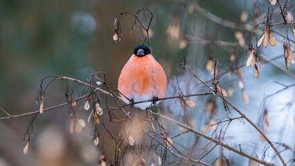 Eurasian bullfinch perched on winter branch