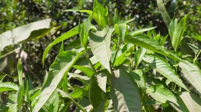 Justicia adhatoda, commonly known as Vasaka or Malabar Nut in closeup