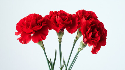 Beautiful red carnation flowers isolated on light background.