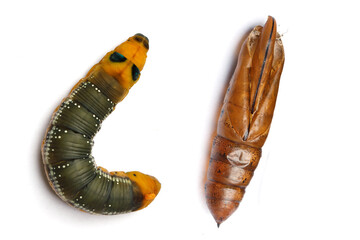 Caterpillar and it cocoon macro. Oleander Hawk-moth or Daphnis nerii on white background