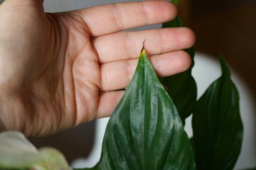hand holding a green leaf