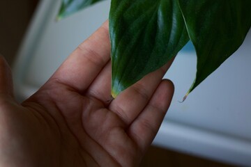 hand holding a green leaf