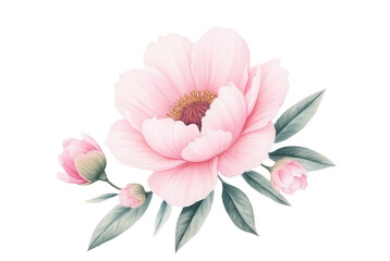 Fototapeta premium Elegant Pink Peony Flower with Buds and Green Leaves Decoration